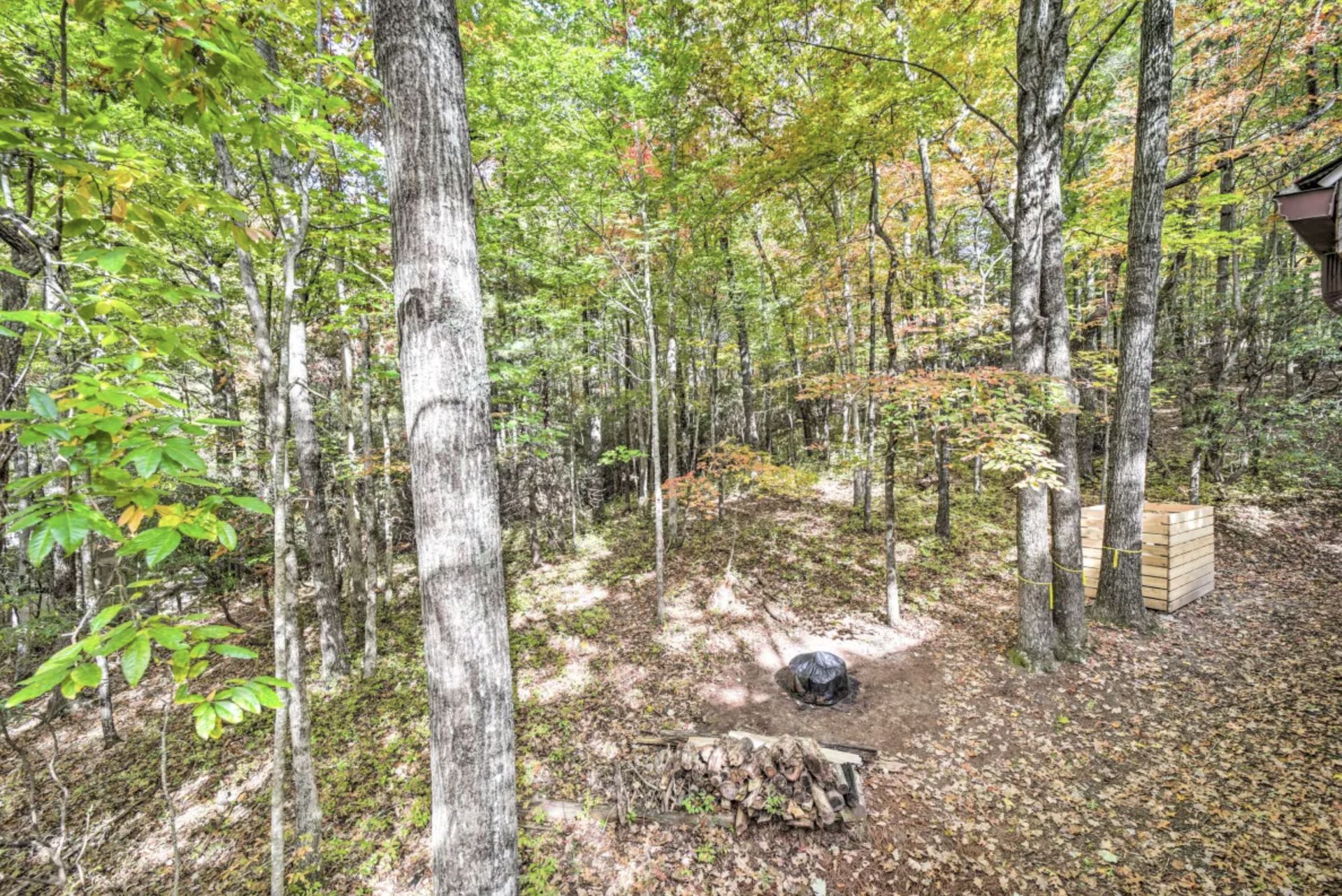 Forest views from the cabin